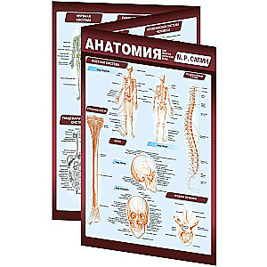 Анатомия. Самая компактная анатомическая таблица