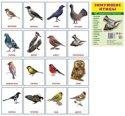 Зимующие птицы. 16 раздаточных карточек