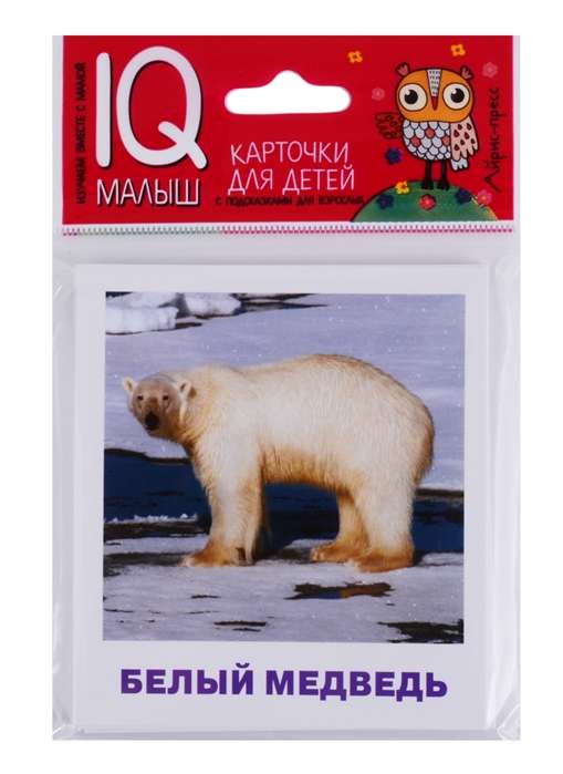 Набор карточек Животные полярных широт