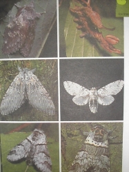 Бабочки. Самый популярный справочник