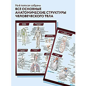 Анатомия. Самая компактная анатомическая таблица