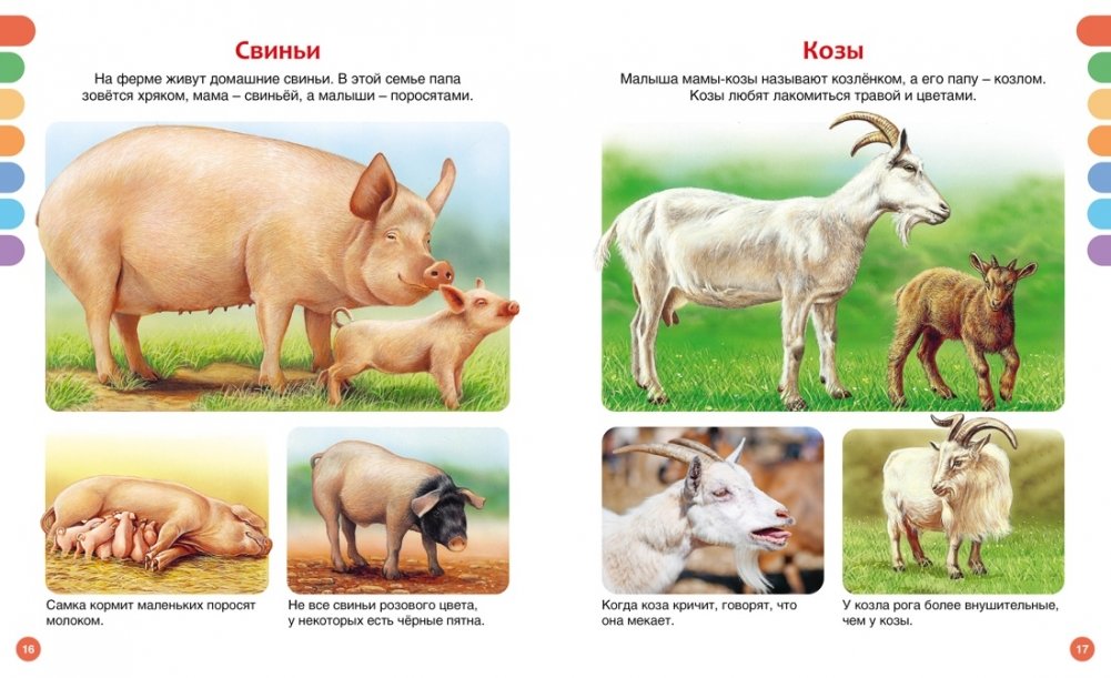 Животные разных стран
