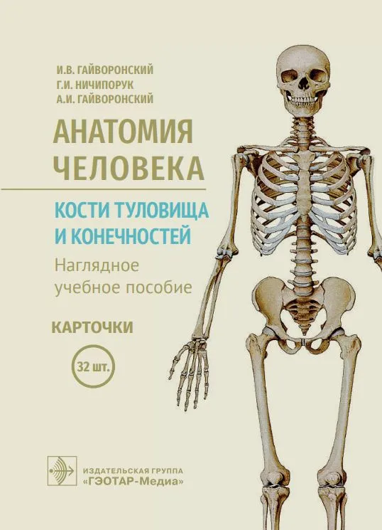 Анатомия человека. Кости туловища и конечностей. Нагляд.уч.пос. Карточки 32 шт.
