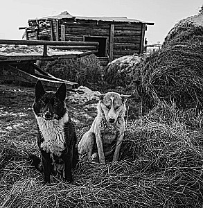 Монохром. Пронзительная красота России в черно-белых фотографиях Ивана Дементиевского